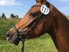 Pferd Golden Santa Fe (Deutsches Reitpony, 2008, von Golden Thunder)