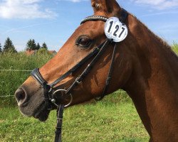 Pferd Golden Santa Fe (Deutsches Reitpony, 2008, von Golden Thunder)