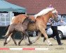 broodmare Adele (Rhenish-German Cold-Blood, 2016, from Adoro)