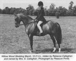 Pferd Willow Wood Wedding March (British Riding Pony, 1983, von Velmead Redetsky)