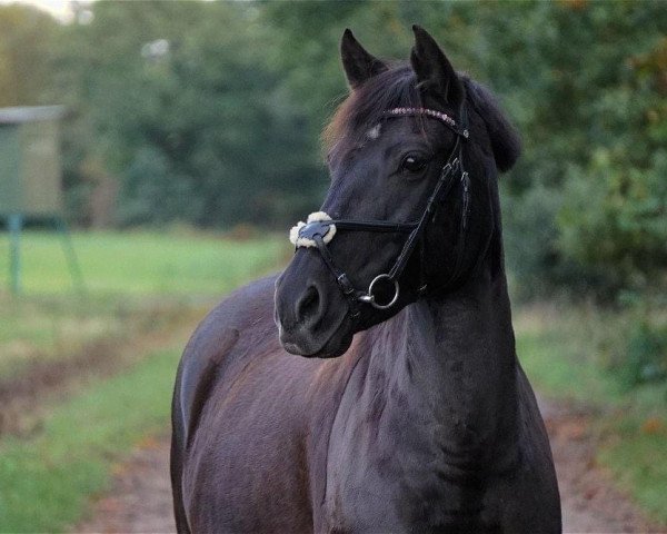 dressage horse Petronella 10 (Lewitzer, 2008, from Pit)