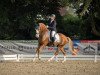 dressage horse Destiny of The White Face J (German Riding Pony, 2017, from FS Don't Worry)