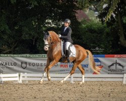 dressage horse Destiny of The White Face J (German Riding Pony, 2017, from FS Don't Worry)