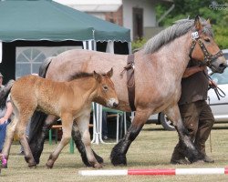 broodmare Amanda (Rhenish-German Cold-Blood, 2000, from Astor 9957)