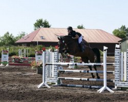 jumper Lequino (Holsteiner, 2014, from Lentini)