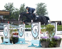 Springpferd Koblenz van de Vinusakker (Belgisches Warmblut, 2010, von Toulon)