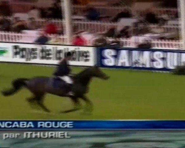 broodmare Grive Rouge (Selle Français, 1994, from Papillon Rouge)