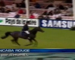 broodmare Grive Rouge (Selle Français, 1994, from Papillon Rouge)