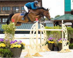 Springpferd Imerald van 't Voorhof (Belgisches Warmblut, 2008, von Emerald van 't Ruytershof)