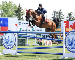 jumper Centana (Oldenburg show jumper, 2011, from Centadel)