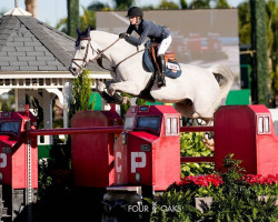 jumper Koss van Heiste (Belgian Warmblood, 2010, from Adorado)