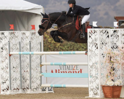 jumper Ce Ce Senior (German Sport Horse, 2009, from Captain Fire)