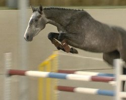 broodmare Euphoria de Maugré (Selle Français, 2014, from VDL Cardento 933)