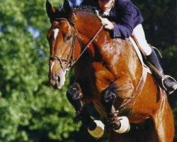 stallion Daltone Mouche (Selle Français, 1991, from Type D'Elle)