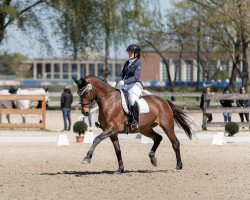 dressage horse Corazon (Westphalian, 2008, from Hibiskus)