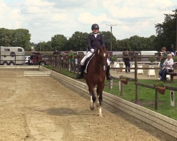 Reitturnier Ostbevern 2023