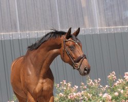 dressage horse Dorana von Ludwigsburg (Trakehner, 2011, from Ocamonte xx)