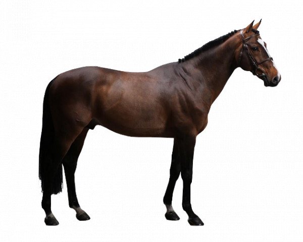 stallion Heros de Papignies Z (Zangersheide riding horse, 2004, from Heartbreaker)
