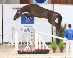 stallion Ligie's Goldstar V.v. (Belgian Warmblood, 2011, from Norton d'Eole)