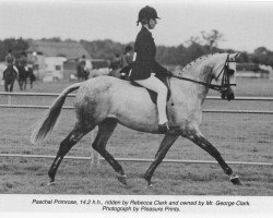 horse Paschal Primrose (British Riding Pony, 1985, from Valentino's Pride)