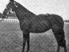 broodmare Promise II (British Riding Pony, 1956, from Gay Presto xx)