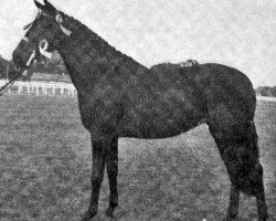 broodmare Promise II (British Riding Pony, 1956, from Gay Presto xx)