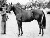 stallion Gay Presto xx (Thoroughbred, 1944, from Precipitation xx)