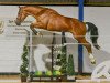 stallion Ashdale Goldenstar (anglo european sporthorse, 2016, from Big Star)