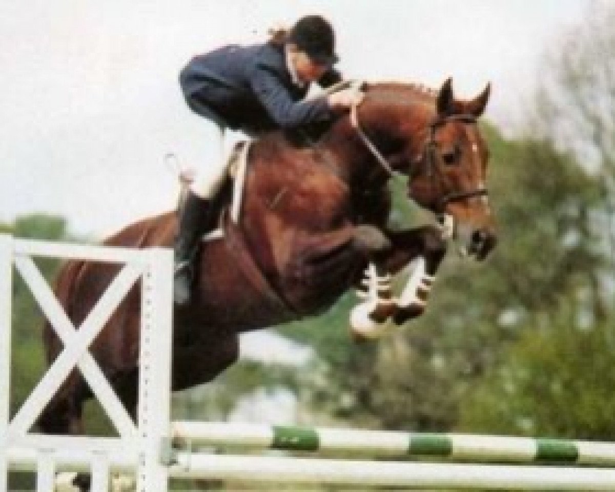 stallion Irac de l'Ile (Selle Français, 1974, from Sans Souci)
