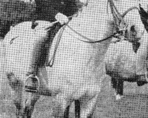 Deckhengst Cusop Architect (Welsh Pony (Sek.B), 1952, von Criban Victor)
