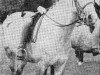 Deckhengst Cusop Architect (Welsh Pony (Sek.B), 1952, von Criban Victor)