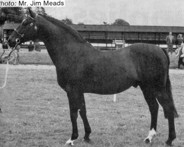 stallion Yealand Night Echo (British Riding Pony, 1980, from Cilwych Frantic)