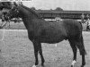 Deckhengst Yealand Night Echo (British Riding Pony, 1980, von Cilwych Frantic)