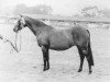 Zuchtstute Whalton Blue Heaven (British Riding Pony, 1974, von Royal Blue AA)