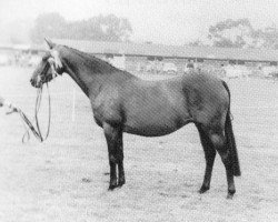 Zuchtstute Whalton Blue Heaven (British Riding Pony, 1974, von Royal Blue AA)