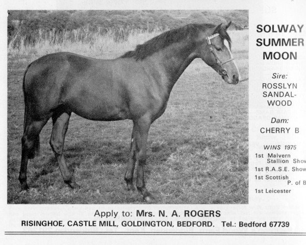 Pferd Solway Summer Moon (British Riding Pony, 1969, von Rosslyn Sandalwood)