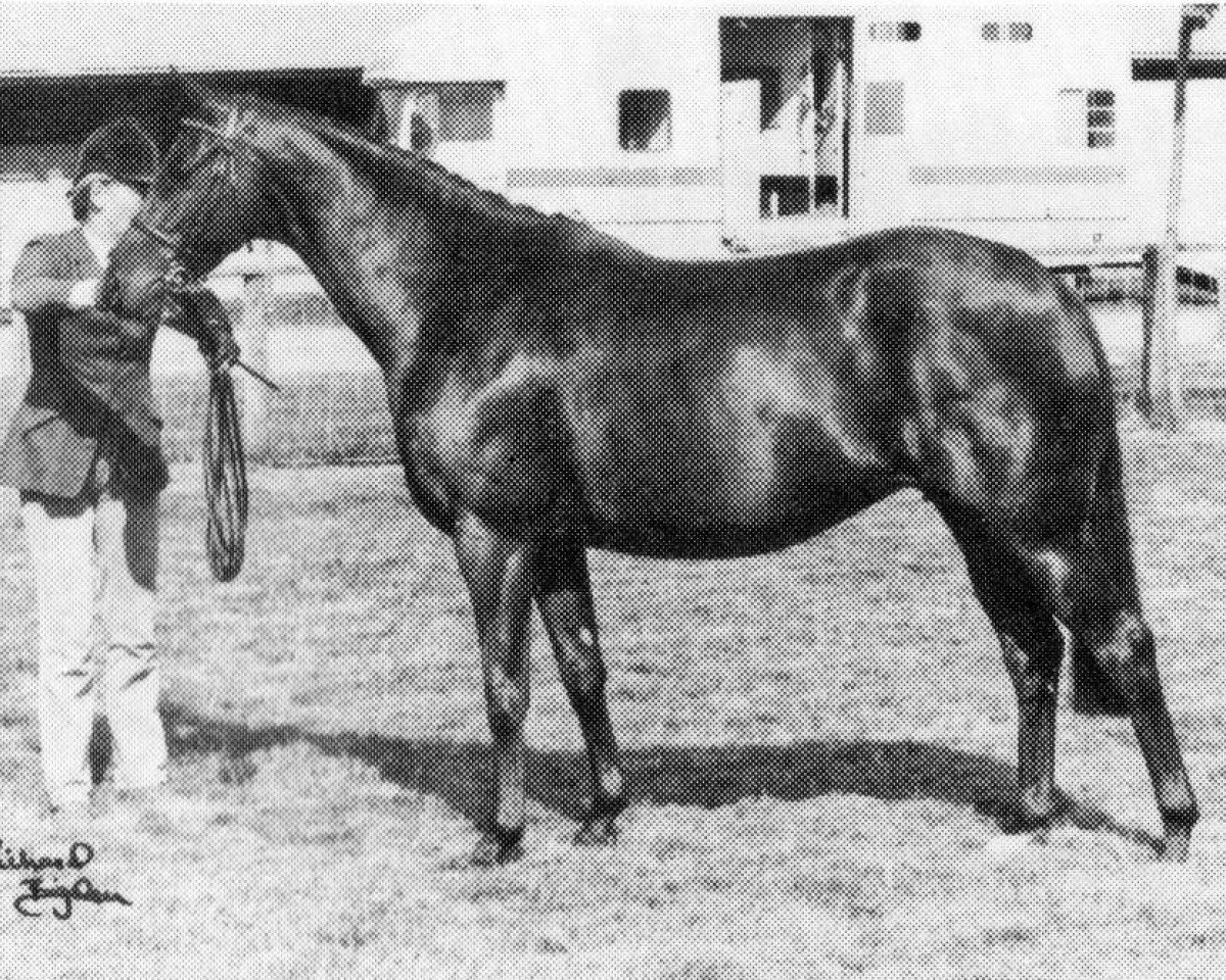 Pferd Pendley Colour Glow (British Riding Pony, 1981, von Enstone Artist)