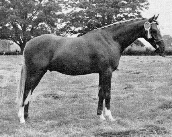 stallion Oakley (C) Bubbling Spring (British Riding Pony, 1966, from Bwlch Valentino)