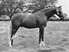 Deckhengst Oakley (C) Bubbling Spring (British Riding Pony, 1966, von Bwlch Valentino)