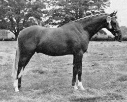 Deckhengst Oakley (C) Bubbling Spring (British Riding Pony, 1966, von Bwlch Valentino)