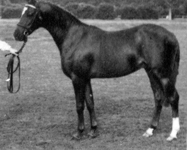 horse Moorhall Miniature (British Riding Pony, 1985, from Wingrove Minkino)