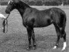 horse Moorhall Miniature (British Riding Pony, 1985, from Wingrove Minkino)