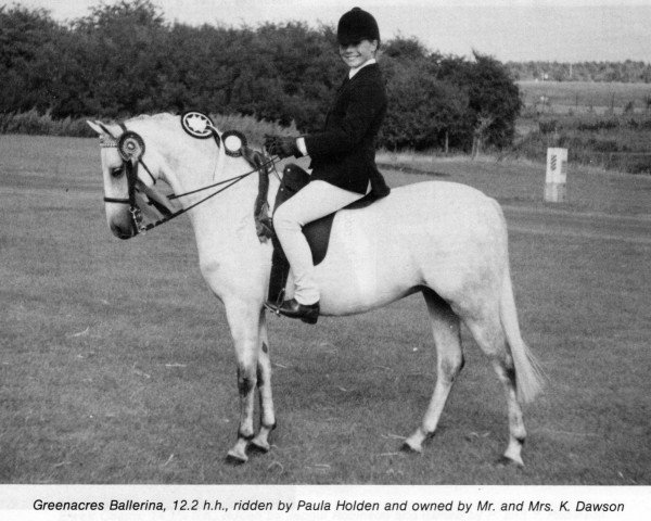 Pferd Greenacres Ballerina (British Riding Pony,  , von Greenacres Toreador)