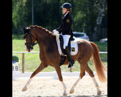 stallion Cookie And Cream 4 (German Riding Pony, 2016, from Cocktailzauber)