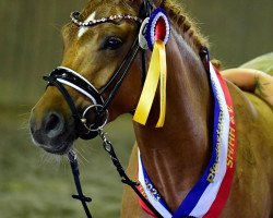 broodmare Petit Hope and Destiny (German Riding Pony, 2020, from Gabalier)