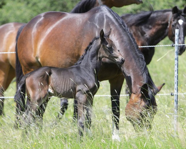 dressage horse Aolani (Trakehner, 2023, from Fellini)