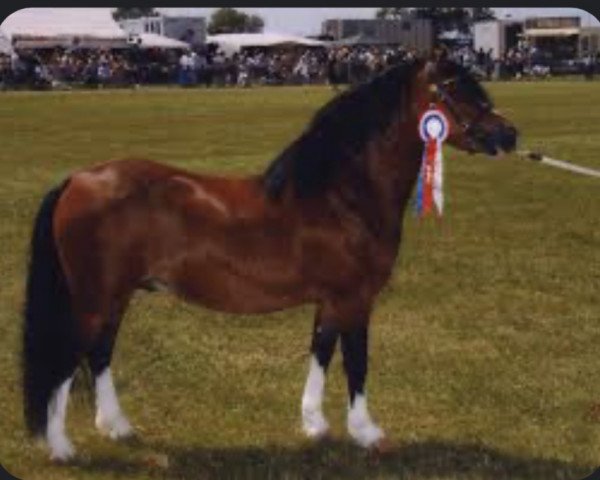 stallion Synod John-Peel (Welsh mountain pony (SEK.A), 1998, from Synod Jon)