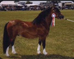 stallion Synod John-Peel (Welsh mountain pony (SEK.A), 1998, from Synod Jon)