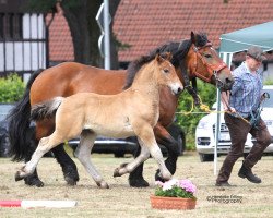 broodmare Hilde (Rhenish-German Cold-Blood, 2005, from Marquis)