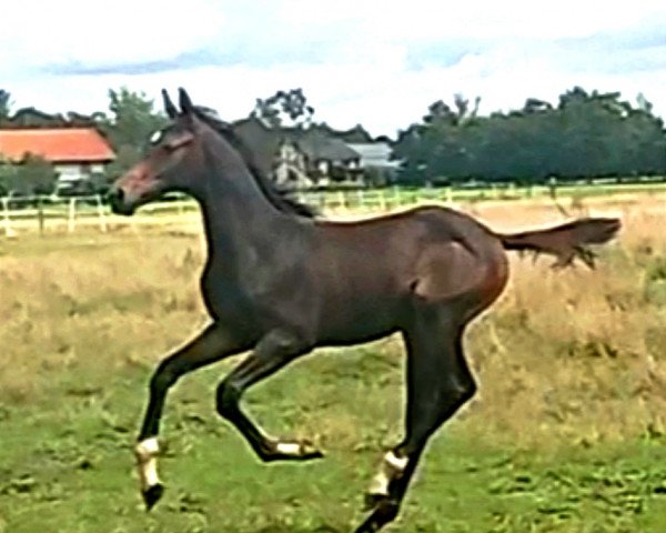 horse Hengst von Waugh xx / Rocky Lee (Oldenburg, 2023, from Waugh xx)